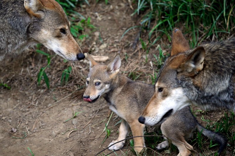 FILE - In this June 13, 2017, file photo, the parents of this 7-week old red wolf pup keep an eye on their offspring at the Museum of Life and Science in Durham, N.C. A pack of wild canines found frolicking near the beaches of the Texas Gulf Coast have led to the discovery that red wolves, or at least an animal closely aligned with them, are enduring in secluded parts of the Southeast nearly 40 years after the animal was thought to have become extinct in the wild. (AP Photo/Gerry Broome, File)