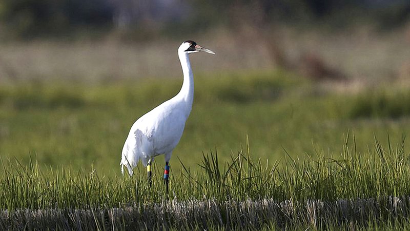 Courtesy photo/ARKANSAS GAME AND FISH COMMISSION Whooping cranes sport distinctive facial markings.