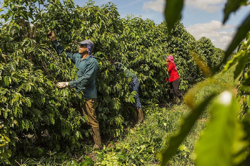 Workers tend coffee plants on a plantation in Brazil early last year. Climate change is threatening many wild species of coffee around the world, British researchers say. 