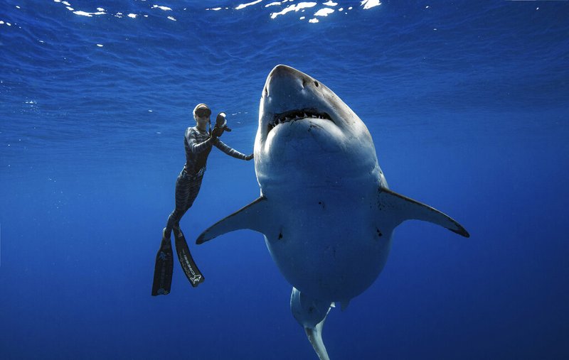 In this Jan. 15, 2019 photo provided by Juan Oliphant, Ocean Ramsey, a shark researcher and advocate, swims with a large great white shark off the shore of Oahu. The two shark researchers came face-to-face with what could be one of the largest great whites ever recorded. They are using their encounter as an opportunity push for legislation that would protect sharks in Hawaii. (Juan Oliphant via AP)