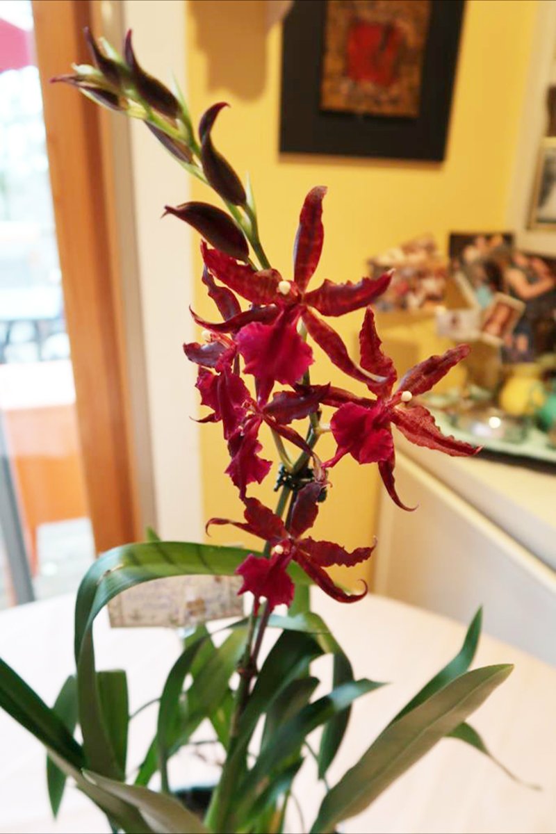 Growing Orchids At Home Can Be Easy