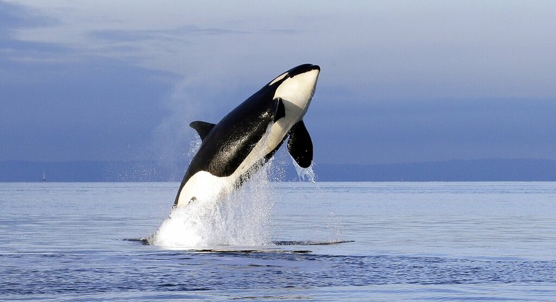 In this Jan. 18, 2014, file photo, an endangered female orca leaps from the water while breaching in Puget Sound west of Seattle, Wash. For years, scientists have identified dams, pollution and vessel noise as causes of the troubling decline of the Pacific Northwest's resident killer whales. Now, they may have found a new and more surprising culprit: pink salmon. Salmon researchers perusing data on the website of the Center for Whale Research noticed a startling trend: that for the past two decades, significantly more of the whales have died in even-numbered years than in odd years. In a newly published paper, they speculate that the pattern is related to pink salmon, which return to the waters between Washington state and Canada in enormous numbers every other year. (AP Photo/Elaine Thompson, File)
