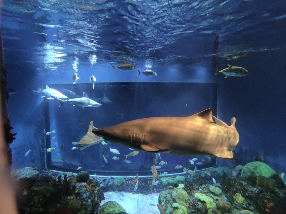 Johnny Morris Aquarium In Springfield Mo - 190822751 Shark3 ORIG T1000
