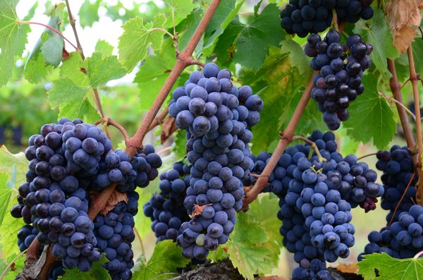 Can certain grapes promote longer than average life?