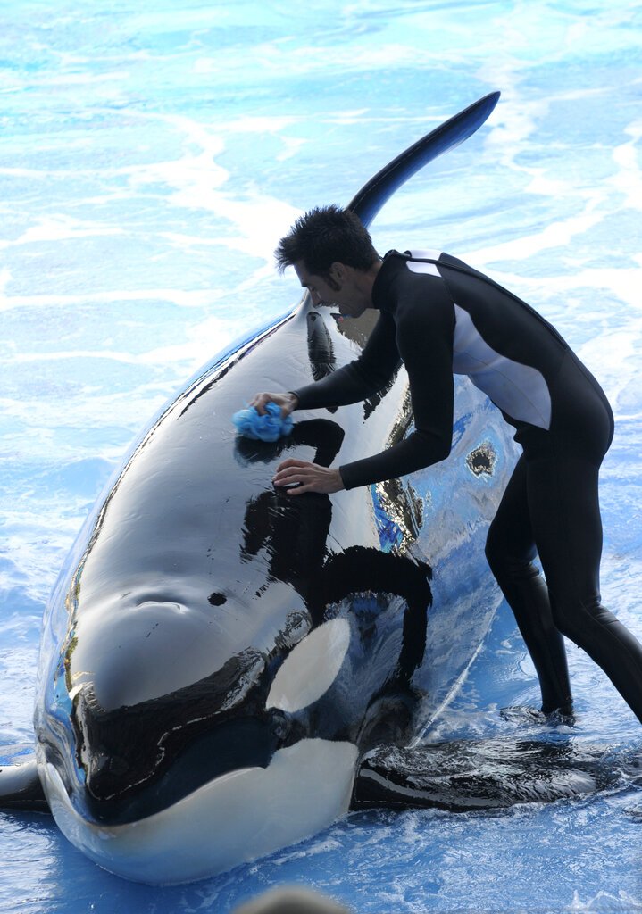 In a March 7 2011 file photo, trainer Joe Sanchez, right, works with killer whale Kayla during the Believe show in Shamu Stadium at the SeaWorld Orlando theme park in Orlando, Fla. The 30-year-old orca has died at SeaWorld's Orlando park. SeaWorld officials say Kayla died Monday, Jan. 28, 2019 after a brief illness. (AP Photo/Phelan M. Ebenhack, file)