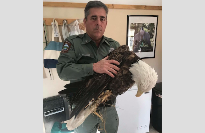Arkansas Game and Fish Cpl. Larry Williams holds a bald eagle the agency captured after noticing it was injured or sick. Photo courtesy of Arkansas Game and Fish Commission