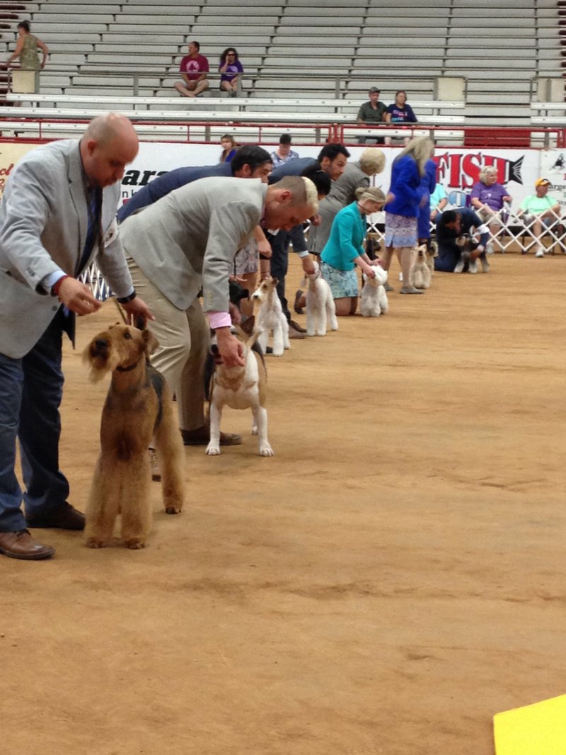 Terriers line up for judging at Texarkana’s AKC All-Breed Dog Show. While the annual show has traditionally been held in June, this year’s show is in February.