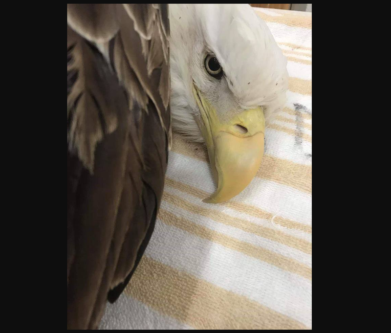 A bald eagle captured by Arkansas wildlife officials in Perry County has died, and the raptor expert treating the bird said he suspected lead poisoning. 