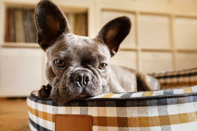 Stuff of dog dreams: Because dog beds are conspicuous home accessories, spend time shopping for something your pet loves, that goes with your decor, too. 