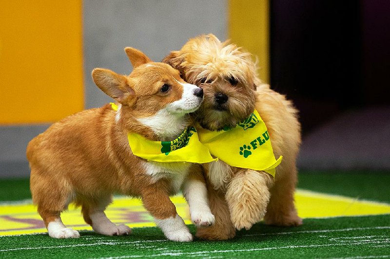 Puppy Bowl XV on Animal Planet