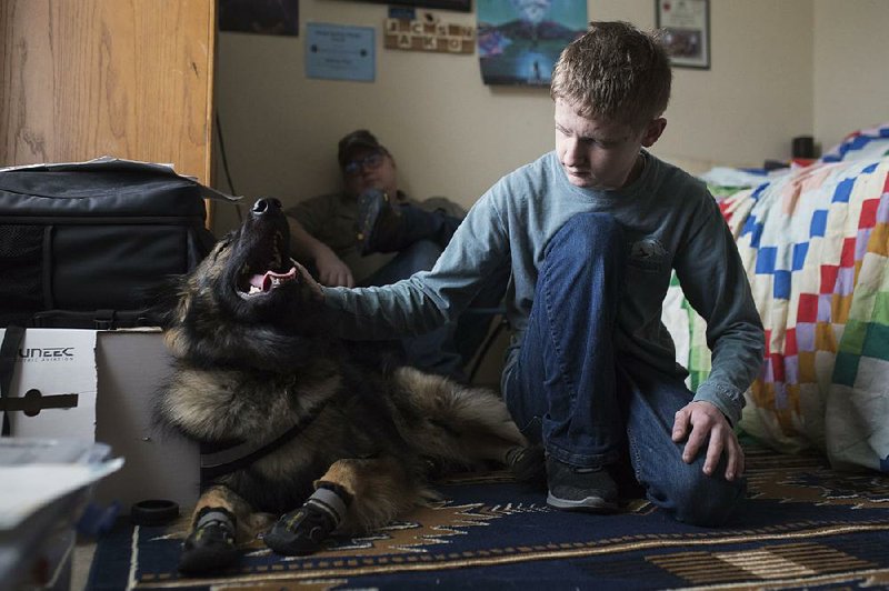 Jackson Fine pets his service dog Jasmine while his father Anthony Fine watches at their home in Siloam Springs last week. Service- dog trainers and handlers say they appreciate rules prohibiting ‘nonservice’ dogs in stores because they can pose a threat to service dogs and their handlers. 