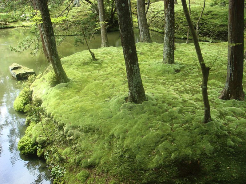 Digital Natural History Museum of Hiroshima University/Timber Press/HINONORI GEDUCHI

Koke-dera or moss temples in Japan feature shade gardens carpeted with highly manicured mosses.