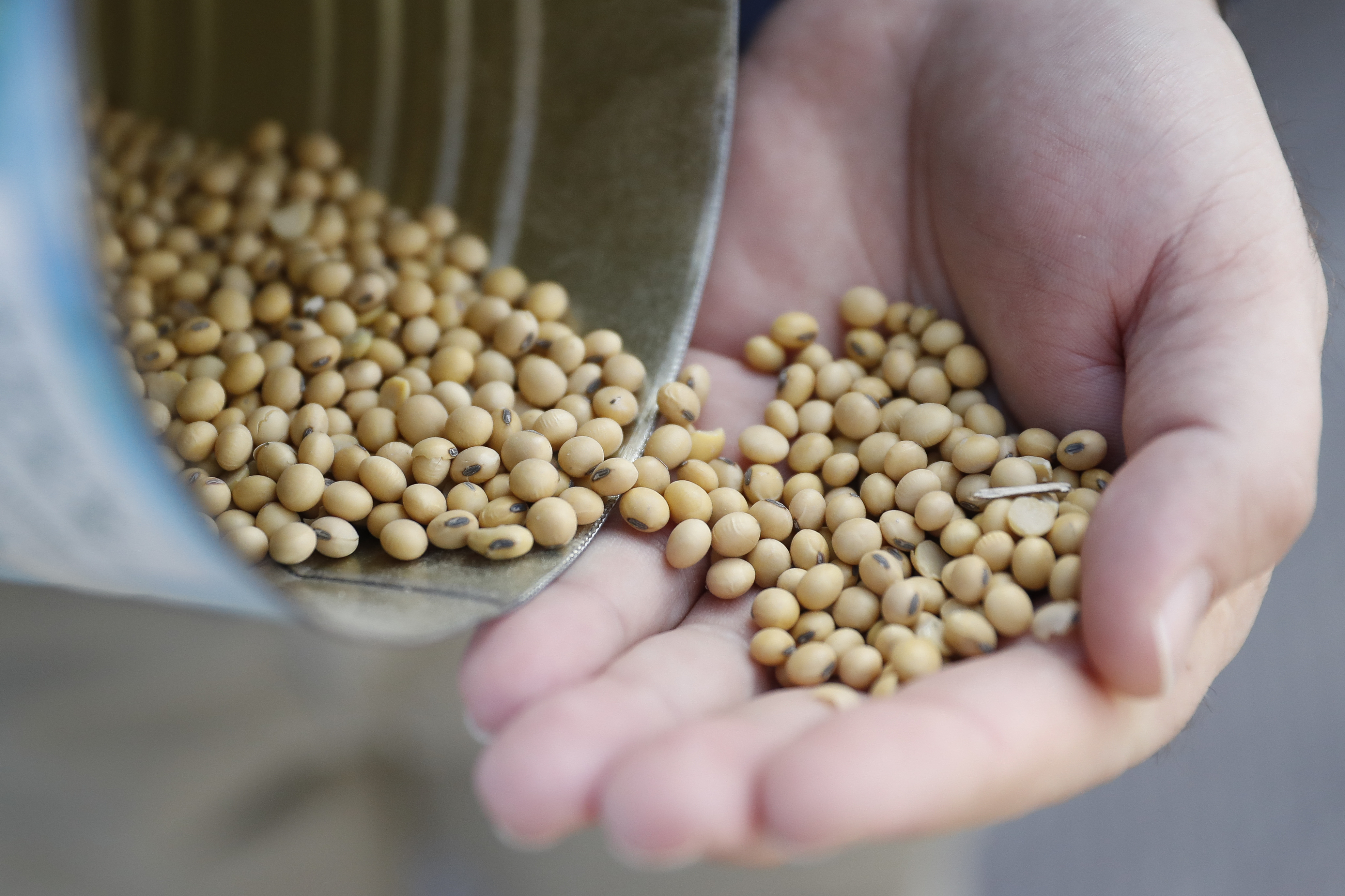 Soybean effort offers free seeds for gardens
