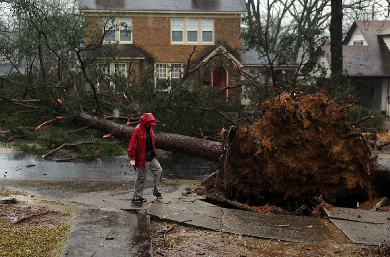 Brian Emfinger walks Thursday past pine trees that toppled across Fair Park Boulevard at West 18th Street in Little Rock during a  morning thunderstorm. 