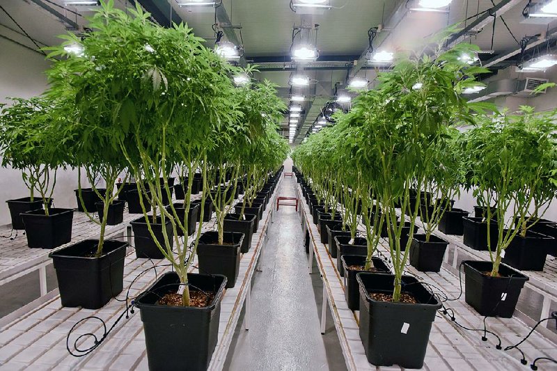 Marijuana plants are grown in a clean room at the Fotmer SA facilities, an enterprise that produces cannabis for medical use, in Montevideo, Uruguay. 