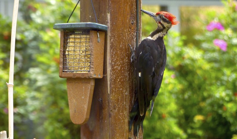 AP/DEAN FOSDICK
A pileated woodpecker chips away at a pergola after visiting a suet feeder designed especially for the bird's length. Woodpeckers often poke holes in trees, posts and cedar siding in their search for insects to eat.
