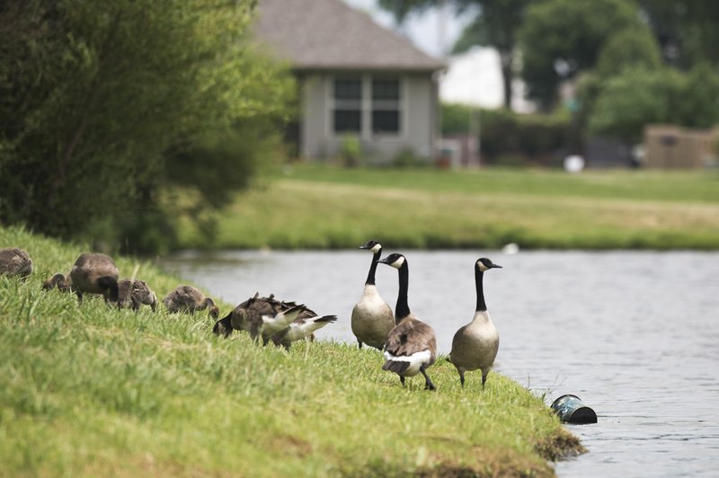 A flock of Geese forage, Thursday, June 7, 2018 at Lake Bentonville north of the Bentonville Airport in Bentonville. 

