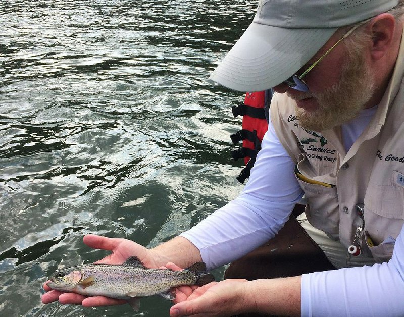 Shane Goodner of Hot Springs inspects one of 55 rainbow trout he caught and released while fishing with the author and Ray Tucker of Little Rock on Monday in the headwaters of Lake Catherine below Carpenter Dam near Hot Springs. 