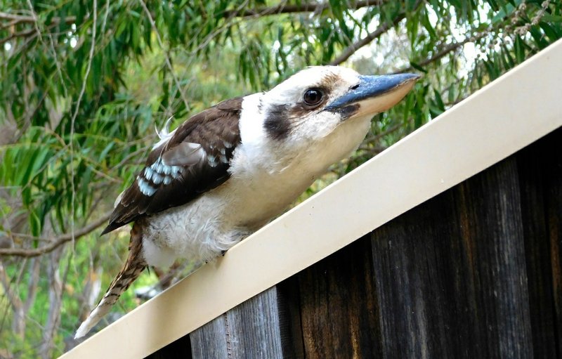 This is a Kookaburra. (Pexels)