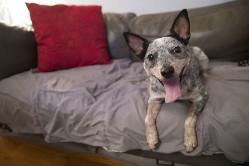 In this Thursday, Jan. 31, 2019, photo Plop, a rescue dog owned by Lisa Topol is seen New York. Topol recently had the DNA tested on both her mixed-breed dogs. Genetic testing for dogs has grown rapidly in recent years, fueled by companies marketing kits that offer to decode dogs' heritage and health as simply, or laboriously, as owners can swab a canine cheek. (AP Photo/Mary Altaffer)