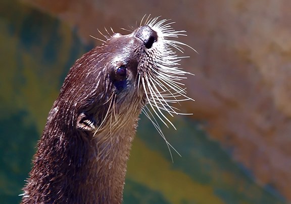 The playful, whiskered river otter is a common sight along waterways in many parts of Arkansas.