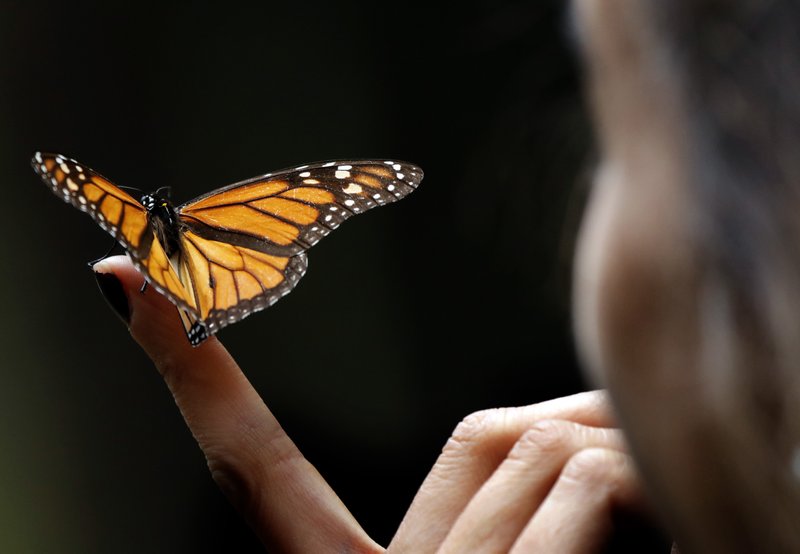 A Monarch butterfly rests on the finger of a woman in the Amanalco de Becerra sanctuary, on the mountains near the extinct Nevado de Toluca volcano, in Mexico, Thursday, Feb. 14, 2019. The monarch butterfly population, like that of other insects, fluctuates widely depending on a variety of factors, but scientists say the recoveries after each big dip tend to be smaller, suggesting an overall declining trend. (AP Photo/ Marco Ugarte)