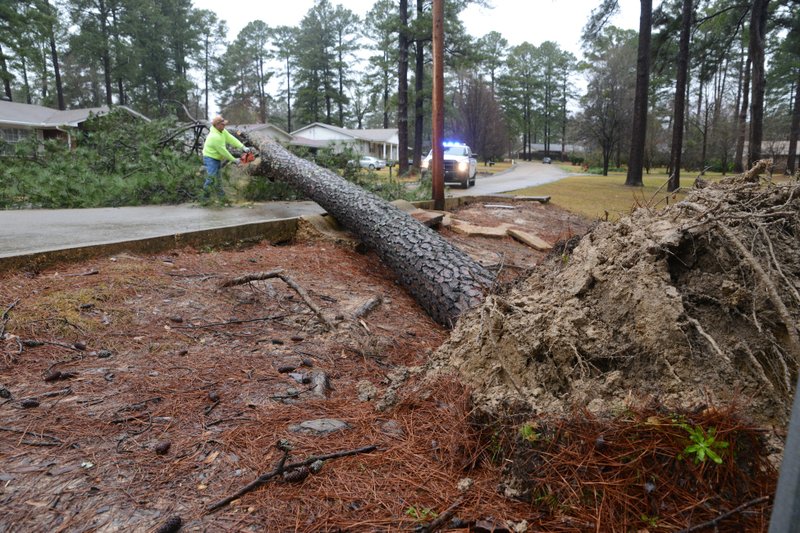 A Magnolia Street Department employee chainsaws a large limb from the uprooted pine on Gean Street Friday as he quickly slices and dices the pine from the roadway. 