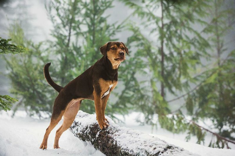 In the movie A Dog’s Way Home, former Tennessee shelter dog Shelby portrays Bella, a pet who embarks on a long journey in search of her owner. 