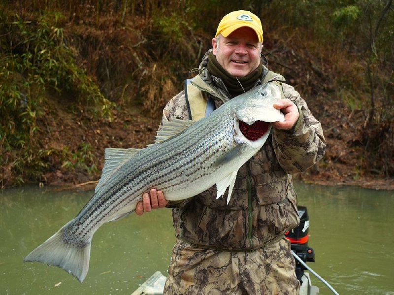Chris Larson of Roland caught this 17-pound striped bass while fishing with the author Friday on the Ouachita River above Lake Ouachita.
