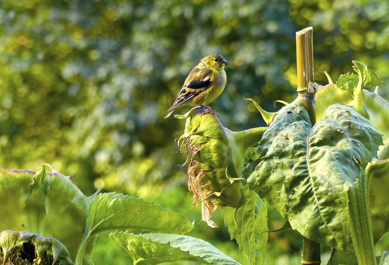 A Goldfinch perches on a seed-filled sunflower head just a few feet from a window bird feeder. Birds are more likely to come to bird feeders if there is some cover nearby. They'll be able to dodge back into the safety of the plants if predators show up. Photo by Dean Fosdick via AP