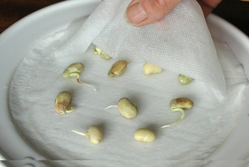 AP/LEE REICH Seed testing, which involves sprouting about 20 seeds, is a good way to know whether a packet of seeds is worth re-using this coming growing season.