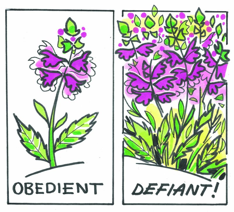Obedient plant is hard to control and tends to run amok in the garden. For Janet Carson's In the Garden column of Feb. 23, 2019.
Illustration special to the Democrat-Gazette by Ron Wolfe