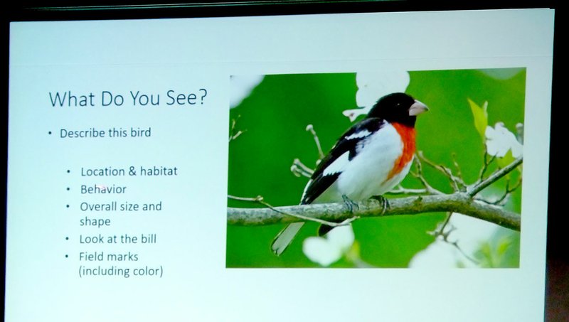 Lynn Atkins/The Weekly Vista While color is often the first thing a person notices about a bird, other things are important to identify the species, including location and habitat, as well as behavior.