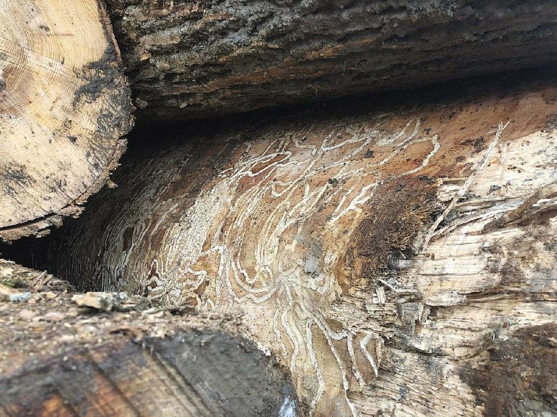 An ash log shows evidence that larval emerald ash borers were active in the tree before it was cut earlier this month in south-central New York. 