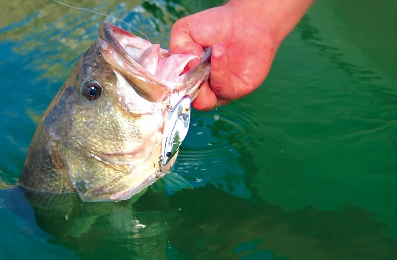 Vibrating plugs like the Cordell Spot can be vertically jigged around deep structure to entice cagey cold-water largemouths.
