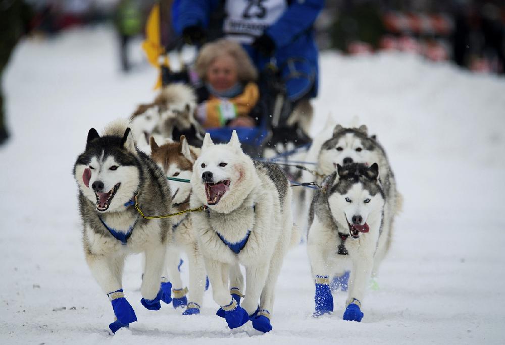 Smaller Field Ready To Kick Off Iditarod