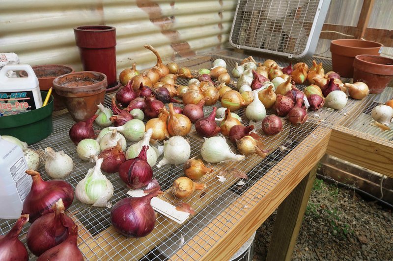 Short-day onions do better than long-day onions in southern states like Arkansas. (Photo special to the Democrat-Gazette by JANET B. CARSON