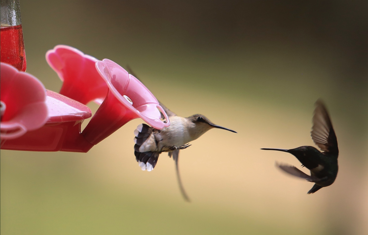 Tiny terrors: Cute, little, vicious hummingbirds fight with the ...