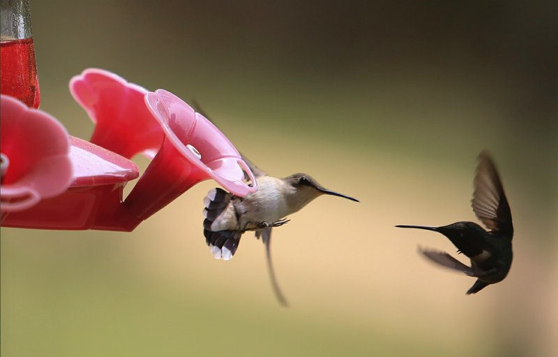 Tiny terrors Cute, little, vicious hummingbirds fight with the swords