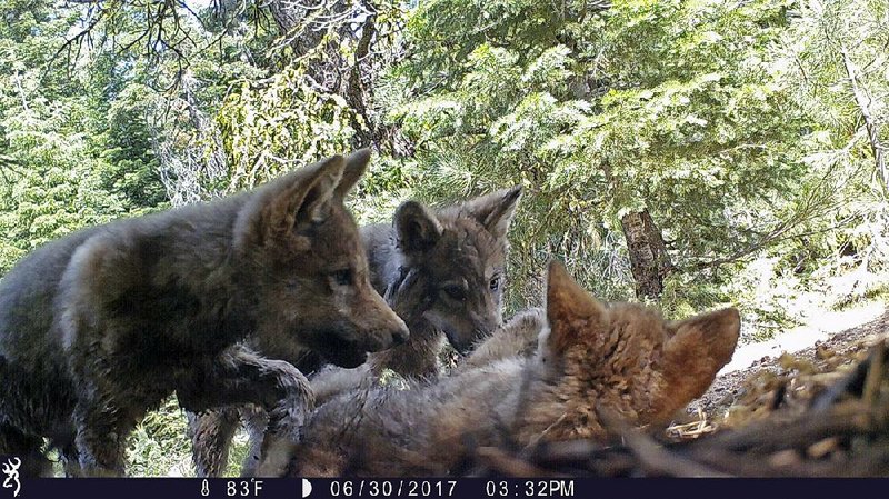 A female gray wolf and its mate are shown with a pup in this remote-camera image taken in June 2017 in the wilds of Lassen National Forest in Northern California.