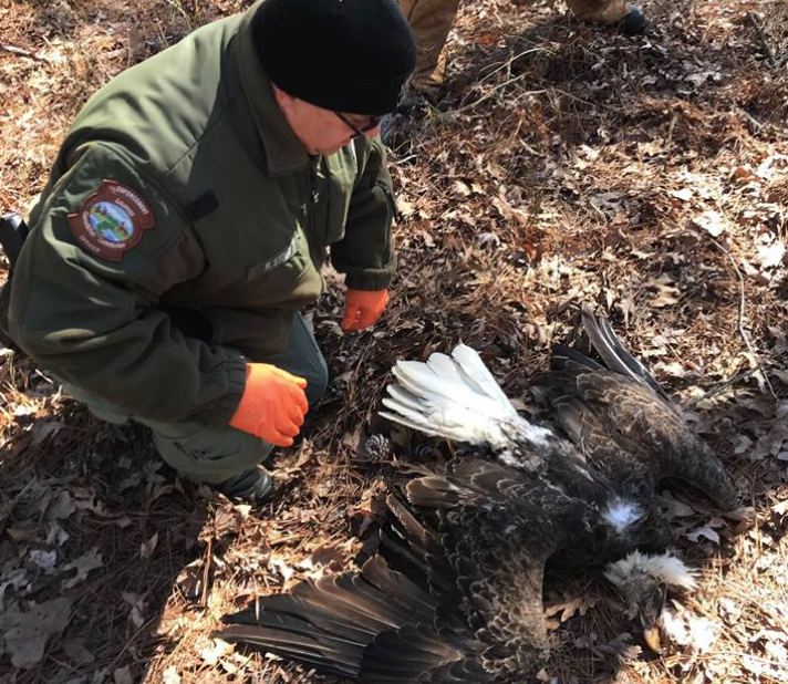An Arkansas Game and Fish Officer kneels next to a dead bald eagle discovered near a lake in Maumelle. Photo by  Arkansas Wildlife Officers Association.