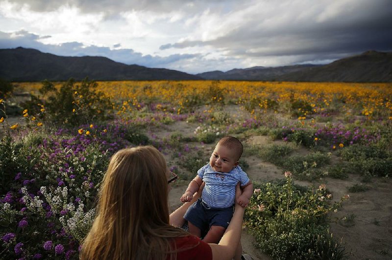 Rene Garcia holds her 3-month-old son Brandon on Wednesday as she views a field of wildflowers blooming near Borrego Springs, Calif. 