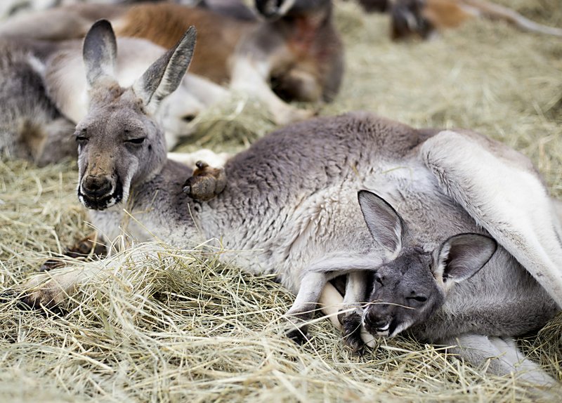 NWA Democrat-Gazette/CHARLIE KAIJO A kangaroo and her joey is shown during a tour, Friday, March 8, at the Wild Wilderness Safari in Gentry. The Wild Wilderness Safari is undergoing renovations and will open later this month.