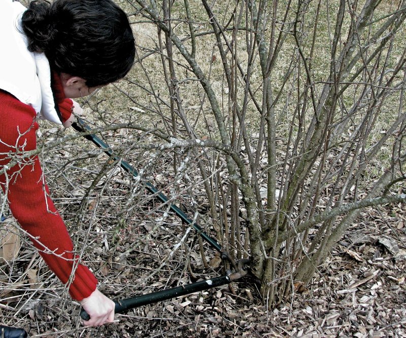 AP/LEE REICH Maintain a natural, graceful form to a flowering shrub with renewal pruning starting with lopping back some of the oldest stems to ground level.