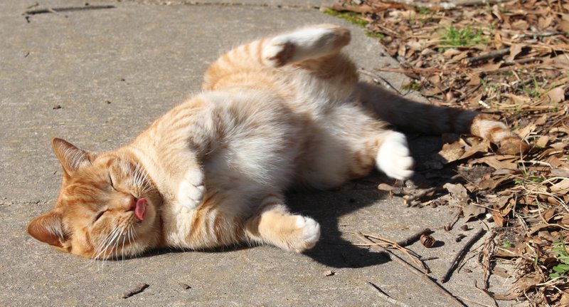Sun bathing: A stray cat rolls in the sun on East 8th Street. The Union County Animal Protection Society introduced a trap-neuter-return program for El Dorado’s stray cats in March, 2019. (Madeleine Leroux/News-Times)