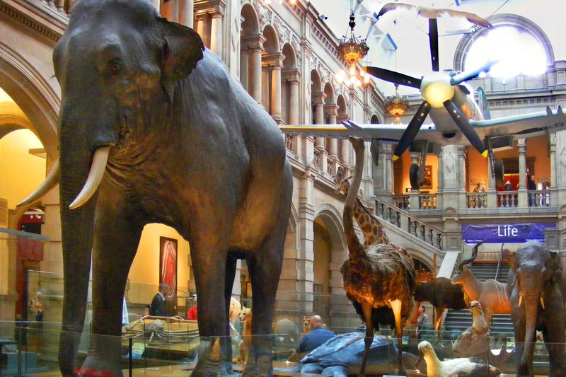 The Kelvingrove Art Gallery houses everything from Mackintosh's Art Nouveau designs, to stuffed elephants and a natural history exhibit, to medieval armory. Photo by Gretchen Strauch via Rick Steves' Europe