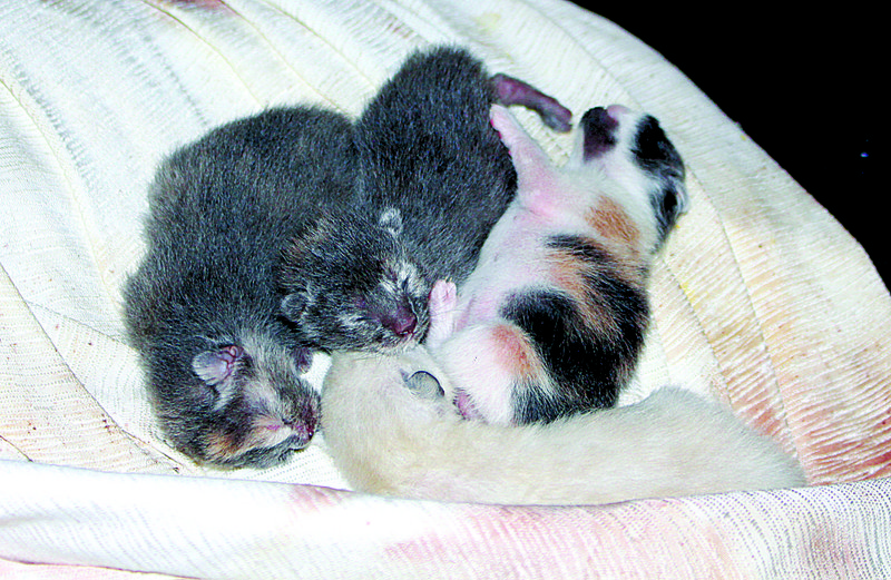 Babies: A litter of one week old kittens sleeps in the closet of the Laceys, who live in El Dorado. Janis Lacey and her son, Robert, were taking care of several stray cats when one became pregnant and wound up giving birth in a closet in their home. Madeleine Leroux/News-Times