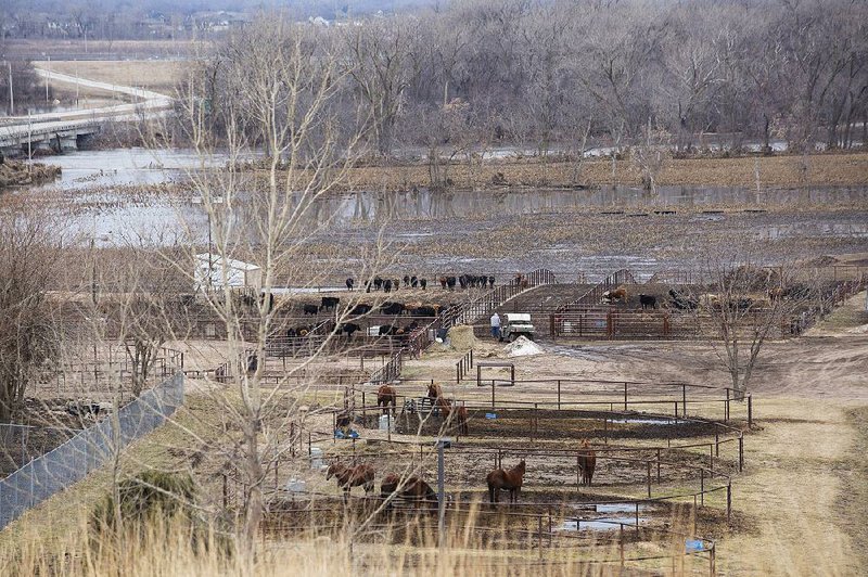 Cows and horses huddle near a flooded field Tuesday in Omaha, Neb. A state of emergency has been declared in two-thirds of the state’s counties and in four tribal areas. 