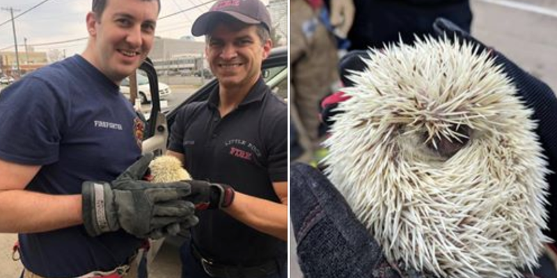 Little Rock firefighters Ben Bradford (left) and  Jeff Grove (right) extricated a hedgehog trapped deep inside the console of an SUV. Photos courtesy of the Little Rock Fire Department