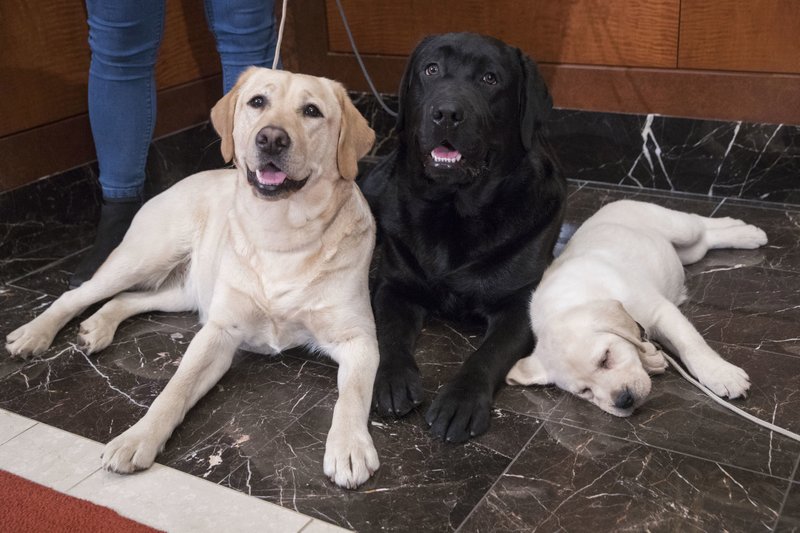 FILE- In this March 28, 2018 file photo, Labrador retrievers Soave, 2, left, and Hola, 10-months, pose for photographs as Harbor, 8-weeks, takes a nap during a news conference at the American Kennel Club headquarters in New York. The Labrador retriever is the American Kennel Club's most popular U.S. purebred dog of 2018. Labs topped the list for the 28th year in a row. (AP Photo/Mary Altaffer, File)